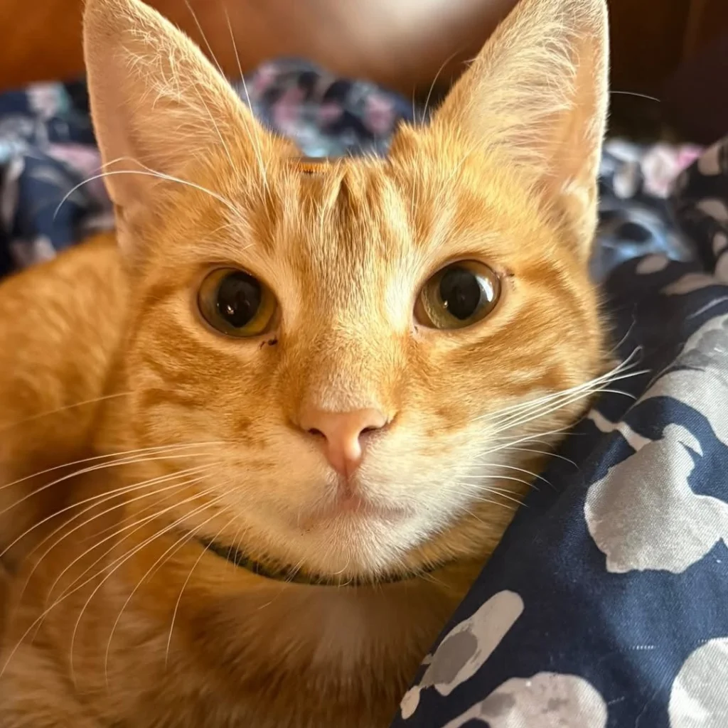 Cheez-it