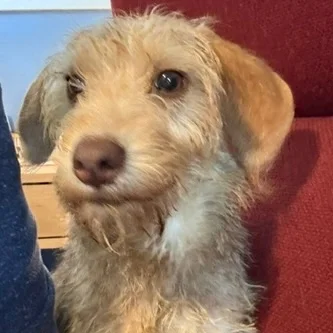 Schnauzer