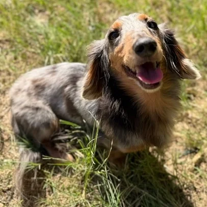 Dachshund