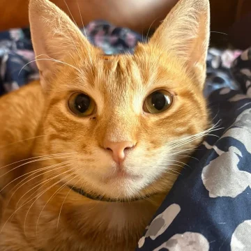 Cheez-it